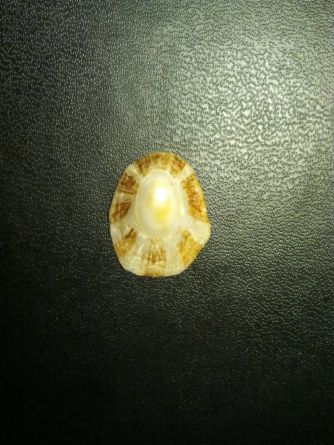 Patella caerulea o ulyssiponensis?